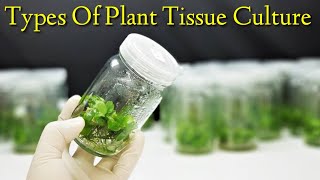 Types Of Plant Tissue Culture  Lec 06 [upl. by Ocirrej]