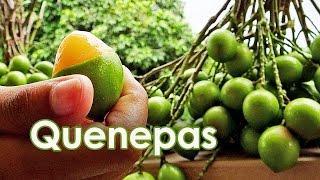 Quenepas [upl. by Jeroma]