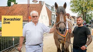 Belgisch trekpaard hengst Timo van de Neerkouter van VlaamsBrabant  Jeanno Cammerma is kampioen [upl. by Selinda783]