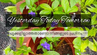 Yesterday Today Tomorrow Plant  പൂക്കളില്ലാത്തതാണോ നിങ്ങളുടെ പ്രശ്നം   Malayalam Gardening Video [upl. by Karlie]