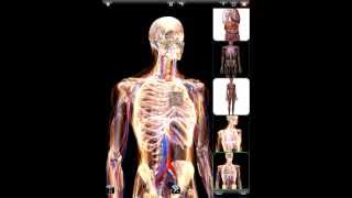 ZYGOTE 3D ANATOMY ATLAS amp DISSECTION LAB APP  Rendering [upl. by Emse]