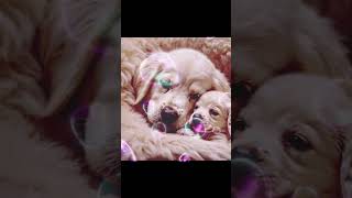 doglover dog maa love cutebaby [upl. by Amre]