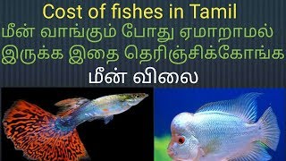 மீன் விலை தெரிஞ்சிகோங்க ஏம்மாரதிங்க Price of Fishes in tamil  Fish Aquarium Tamil [upl. by Mauretta]