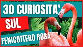 Fenicotteri Rosa curiosità  30 cose che non sai sui fenicotteri  Fenicotteri perchè sono rosa [upl. by Aham151]