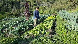 Policultivo de hortalizas en agricultura ecológica certificadas [upl. by Anovad]