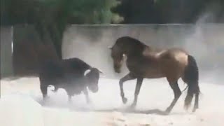 10 CABALLOS Que Se ENFRENTARON A Otros ANIMALES [upl. by Enaujed]