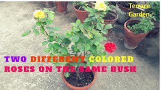 Grafted two different color Roses together 💐 दो अलग रंगों का गुलाब एक पौधे में कैसे लगाए l [upl. by Wavell186]