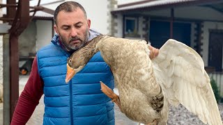 GOOSE MEAT In a TANDOOR [upl. by Immak72]