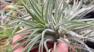 チランジア イオナンタ マキシマ アルビノ Tillandsia ionantha var maxima Albino＠フラワーショップ江口鹿児島県出水市＊Tillandsiaエアプランツ専門店 [upl. by Llenaj]