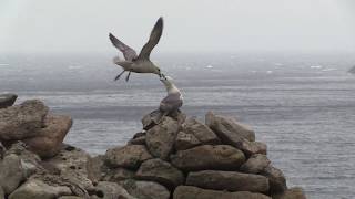 Some of St KIldas Wildlife [upl. by Negris435]