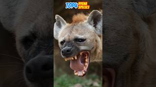 Top 4 Hyena Species You Need to Know 🐾🦊 WildlifeFacts HyenaWorld [upl. by Dixil]