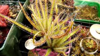 Drosera regia  The King Sundew Carnivorous Plant [upl. by Nangatrad206]