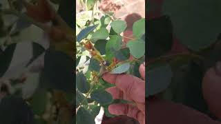 To get maximum growth of basal shoots in rose plant homemade manure rose care video coming soon [upl. by Nauqaj]