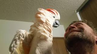 Cockatoo epic freakout warning fowl language [upl. by Nosylla]