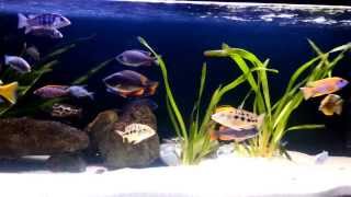 African Cichlids 450L Tank [upl. by Issej867]