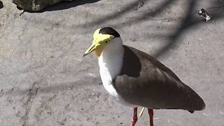 Le Vanneau soldat un oiseau endémique dAustralie  Le Jardin des Oiseaux 01 [upl. by Eniledgam400]