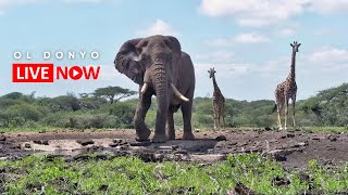 ol Donyo Lodge  Wildlife Live Stream – Kenya [upl. by Skrap138]