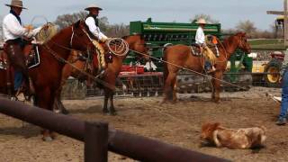 Vaquero Californio Buckaroo Ranch Roping Hackamore Horse Calf Branding [upl. by Sauer]