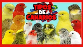 TIPOS de CANARIOS 🐤 RAZAS de CANARIOS 🌍 Canarios de Canto Canarios de Color y Canarios de Postura [upl. by Wellesley]