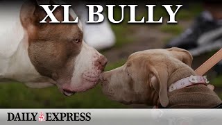 Neighbour feared XL bully dogs that killed owner were dangerous [upl. by Eladroc568]