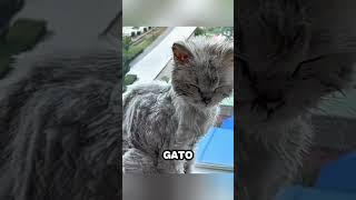 Esta Mujer Lloro al Ver el estado de este Gato [upl. by Diver]