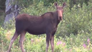 Newfoundland Wildlife Clips 2024 Moose Black Bear Busy Beaver etc [upl. by Eelrehpotsirhc]