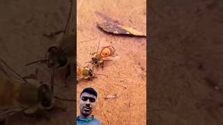 This ls Why Bees Are Coated ln Sugar shorts youtubeshorts viralvideo [upl. by Inajar]