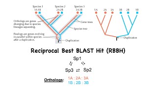 BLAST to find Orthologs [upl. by Schmidt]