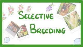 GCSE Biology  Selective Breeding 77 [upl. by Eanram372]