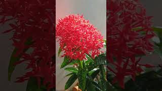 Ixora Flowers  Rubiaceae Family plantscience4u [upl. by Ailatan]