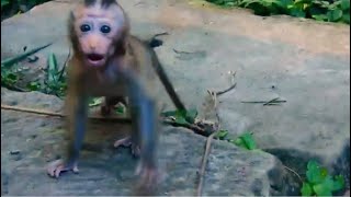 Wow Unbelievable baby Rainbow bounding to talk scream and lip smacking to cameraman backward [upl. by Kellina715]