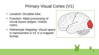 Visual System [upl. by Farrel]