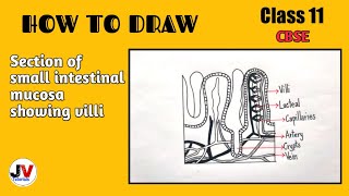 how to draw villi diagram easilyvilli diagram simplestructure of villi class 11 [upl. by Adneram]