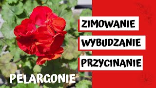 Jak zimować wybudzać i przycinać pelargonie 🌸✂️ [upl. by Nonnahc]