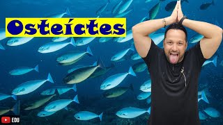 Osteíctes ou Peixes Ósseos  Características Gerais  Classe Osteichthyes  Zoologia [upl. by Ittap526]