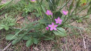 Echt duizendguldenkruid Centaurium erythraea  20170728 [upl. by Orvah]