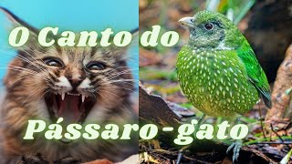 O Canto Do Pássaro Gato Catbird Green Verde Ave Ailuroedus crassirostris [upl. by Aramahs]