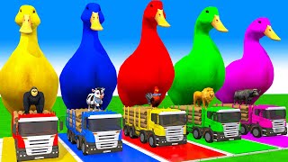 5 Giant Duck CartoonCowElephantGiraffeTigerLion Paint Wild Animals Crossing Fountain Animation [upl. by Ahtekal824]