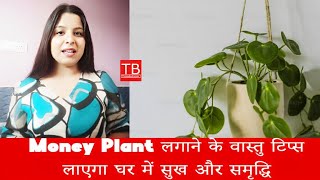 Correct way to plant Money Plant – will bring happiness and prosperity in the house MoneyPlantTips [upl. by Cullen]