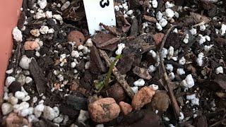 Lilly Pilly the first seedling I’ve successfully germinated from the seeds of my homegrown fruit [upl. by Laraine]