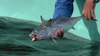 Season 3 Episode 4  Cape Cod False Albacore  304 [upl. by Elmore]