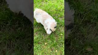 Barney dog loves grass a LOT 😆 tibetanterrier funnyanimals cute [upl. by Yanrahc624]