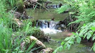 ARDENNEN  115 km wandelen tussen Remouchamps en Aywaille  BELGIUM [upl. by Eelegna]