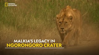 Lions of Ngorongoro  Planet Carnivore  हिंदी  Full Episode  S1  E3  Nat Geo Wild [upl. by Nireil]