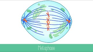 Mitosis and Cytokinesis [upl. by Hobard]