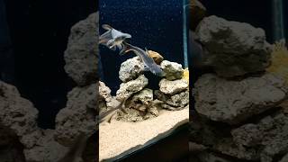 🦈 aquarium shark fish viralshorts trendingshorts viralvideo [upl. by Waltner]