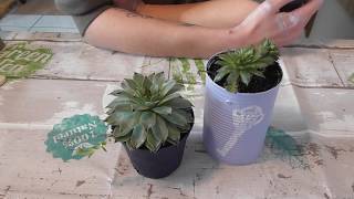 DIY SempervivumDachwurz in der Dose Gartendeko [upl. by Sammer]