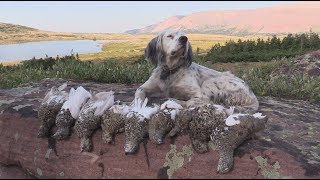 Hunting Ptarmigan in Utahs Uinta Mountains [upl. by Mailiw794]