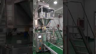 Mushroom Automatic Bagging Machine [upl. by Eecart]