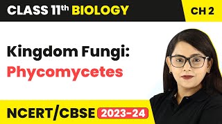 Kingdom Fungi Phycomycetes  Biological Classification  Class 11 Biology Chapter 2  NCERTCBSE [upl. by Aranat]